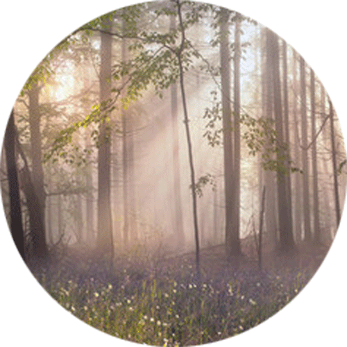 Magic Carpathian Forest at Dawn Splashback | Custom