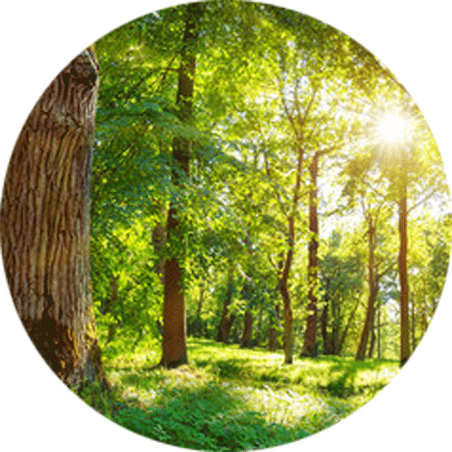 Oak Trees In Bright Sunshine Splashback | Custom Splashbacks