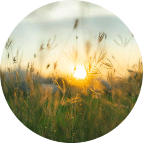 Prairie Grass at Twilight Splashback | Custom Splashbacks